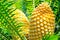 The yellow cones of encephalartos lebomboensis in close-up at a botanical garden.