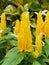 Yellow conical flowers