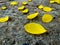 Yellow coon petals that wilt on the beautiful floor.