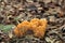 Yellow Coral Fungi in Leaves