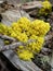 Yellow Coral Fungus