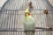 A yellow corella domestic parrot sits by its cage