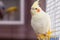 A yellow corella parrot with red cheeks and long feathers