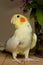 A yellow corella parrot with red cheeks and long feathers