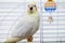 A yellow corella parrot sitting on peg with open mouth