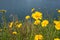 Yellow coreopsis flower