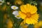 Yellow coreopsis flower closeup on a background of wild flowers