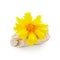 Yellow coreopsis flower with stone