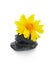 Yellow coreopsis flower with stones