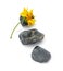 Yellow coreopsis flower with stones