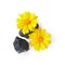 Yellow coreopsis flower with stones