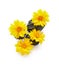 Yellow coreopsis flower with stones