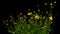 Yellow Coreopsis Flower Time-lapse