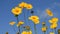 Yellow coreopsis flowers