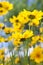 Yellow coreopsis flowers