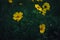 Yellow coreopsis flowers
