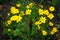 Yellow Coreopsis flowers in autumn. Coreopsis syn. calliopsisis and tickseed, a genus of flowering plants in the family Asteraceae