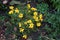 Yellow Coreopsis flowers in autumn. Coreopsis syn. calliopsisis and tickseed, a genus of flowering plants in the family Asteraceae