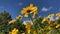 Yellow coreopsis flowers blowing in the wind