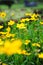 Yellow Coreopsis in a garden