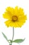 Yellow Coreopsis grandiflora flower
