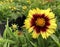 Yellow coreopsis uptick flower