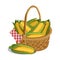 Yellow corn in basket, isolated on white. Vector illustration.