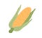 Yellow corn cob with leaves. Sweet maize in husk. Ripe corncob with leaf. Fresh cereal vegetable. Raw veggie. Colored