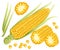 Yellow corn on the cobs, male inflorescence and leaves isolated illustration of sweet golden corn. Bunch of Corn. summer fa