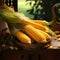 Yellow corn cobs in a wicker small basket on a wooden table. Corn as a dish of thanksgiving for the harvest