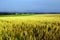 Yellow corn field