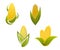Yellow corn icons and symbols