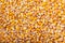 Yellow corn seeds, grains. Background of yellow corn grains