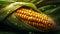 Yellow corn on the soil. Agriculture farm food background. Grains of ripe corn. Generative AI