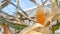 Yellow corncob on a corn stalk, indoors, with dried white peelings