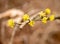 Yellow cornelian cherry blossoms in spring