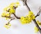 Yellow Cornelian cherry, European cornel or dogwood - bloomig tr