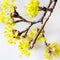 Yellow Cornelian cherry, European cornel or dogwood - bloomig tr