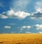 Yellow cornfield against a blue sky with clouds. Peaceful nature scene with vibrant bright colours. Wheat growing on a