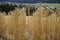 Yellow cornfield spring