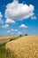 Yellow corny field with blue sky and white clouds in the summer- czech agriculture - ecological farming and corn