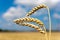 Yellow corny field with blue sky and white clouds in the summer- czech agriculture - ecological farming and corn