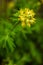 Yellow Corydalis