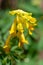 Yellow corydalis (pseudofumaria lutea) flowers