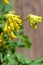 Yellow corydalis (pseudofumaria lutea) flowers