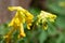 Yellow corydalis (pseudofumaria lutea) flowers