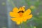 Yellow cosmea flower with bee