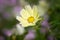 Yellow Cosmos Bipinnatus `Xanthos` flower