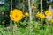 Yellow Cosmos flower