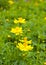 Yellow cosmos flower in green field